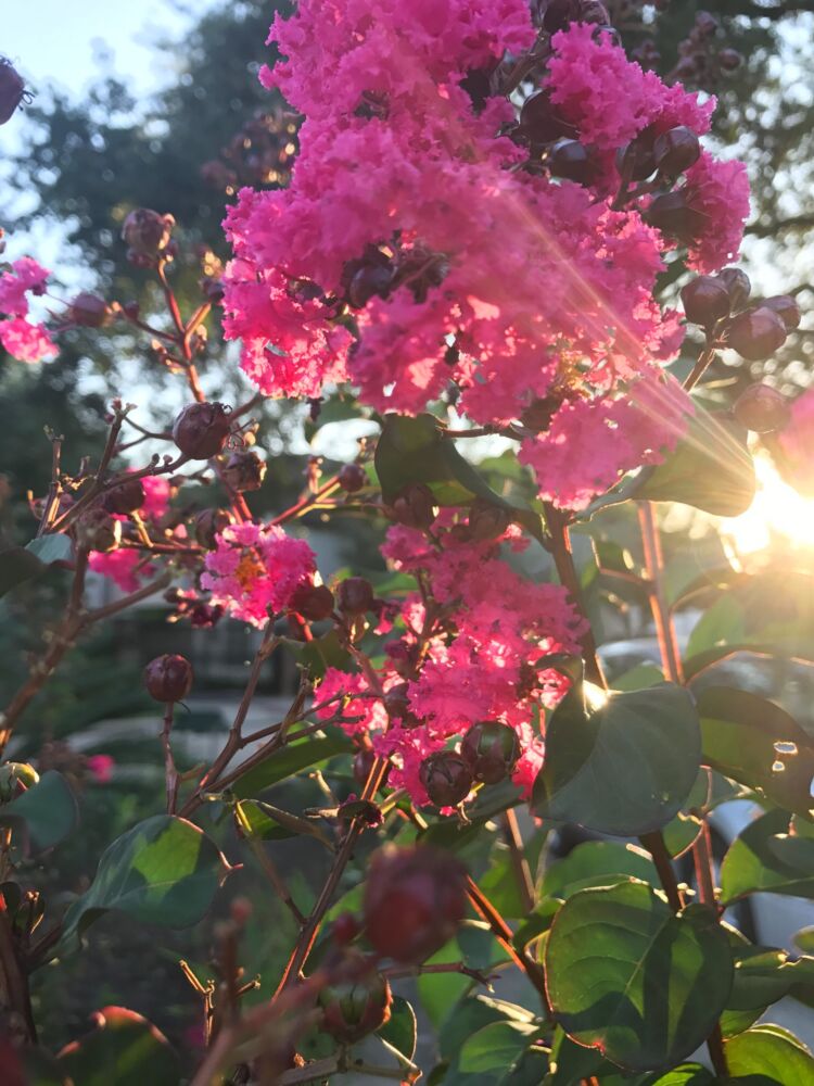 293492130 1781942465309841 9124296371093163337 N