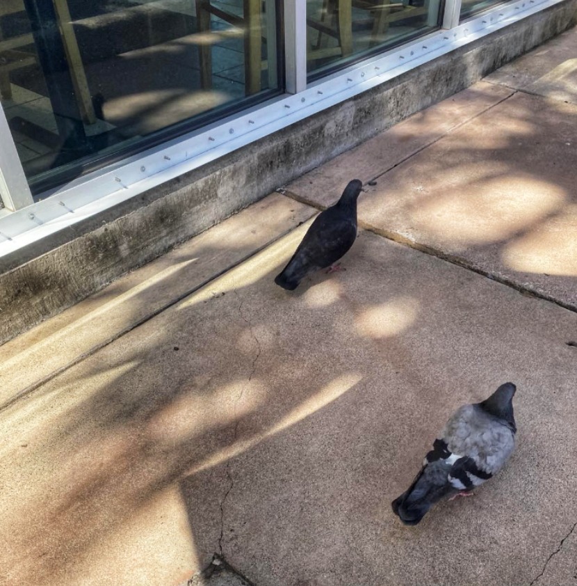 481298425 10222700281895553 7979847751189349770 N