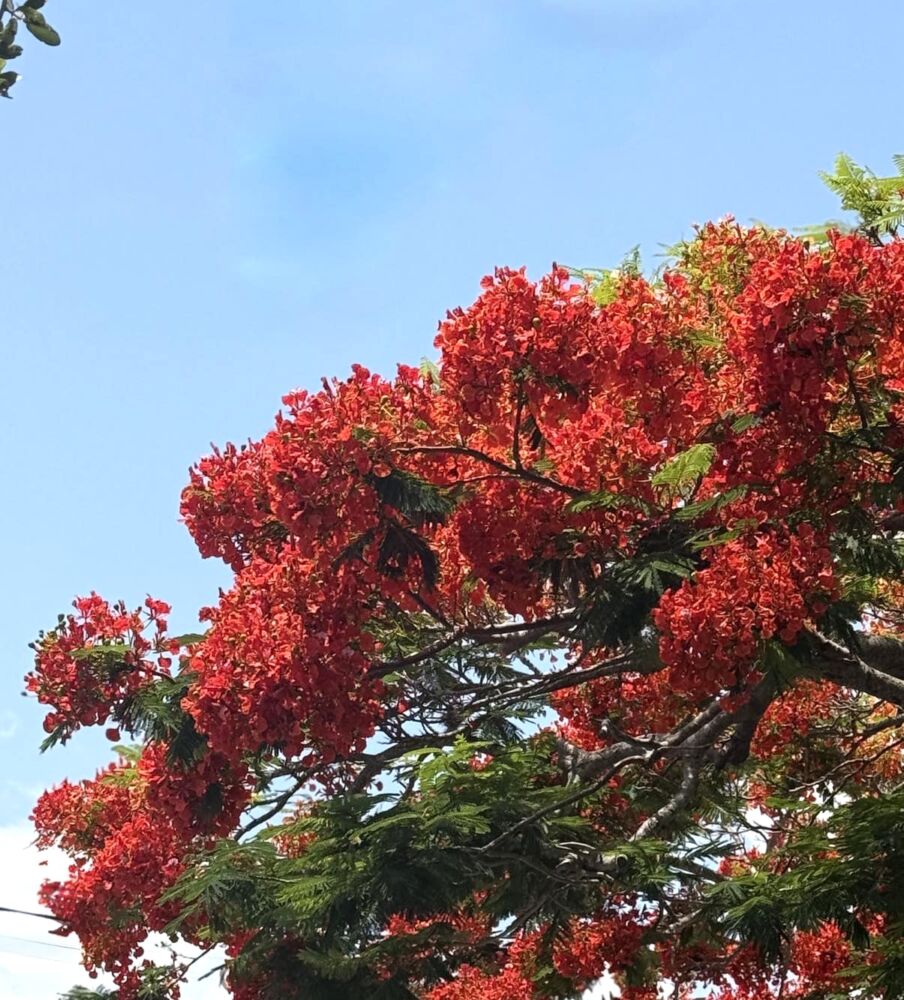 494574089 1833396764275750 5013422196808387854 N